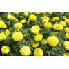 【高成活率！】優(yōu)質(zhì)萬壽菊供應++萬壽菊批發(fā)價格++青州萬壽菊